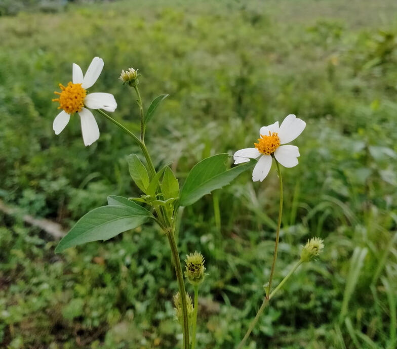 Bidens pilosa