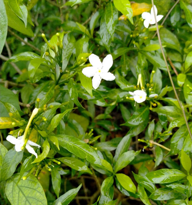 Crepe jasmine